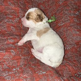 Boy 1 - Cream male Cavapoo puppy in Nampa,, Idaho from Clig Doodle Days