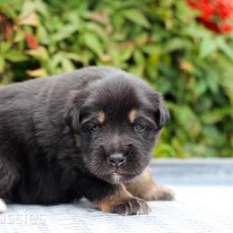 Dancer - Black tri-color male Australian Shepherd puppy in Canyon, Texas from AW Standard Aussies