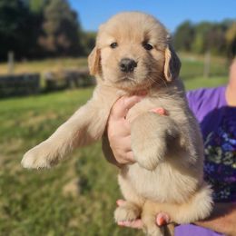 Golden Retriever Puppies from Great Golden Breeding