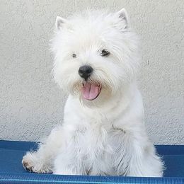 Japanese Chins and West Highland White Terriers from kennel ASTRAGUS