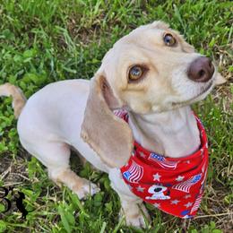 Willow - Dachshund