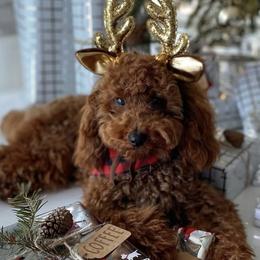 Coffee - Poodle