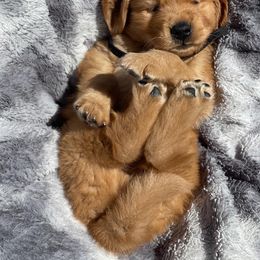 Golden Retriever Puppies from Chizan Goldens