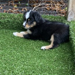 Miniature American Shepherd Puppies from Harbor View Mini American Shepherds