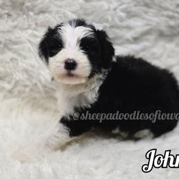 John - Black and white male Sheepadoodle puppy in Iowa Falls, Iowa from Sheepadoodles of Iowa