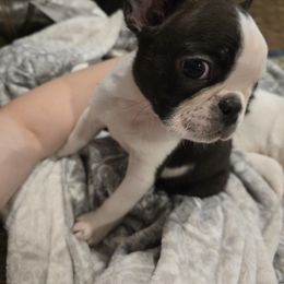 Boston Terrier Puppies from Quinn's Kennels
