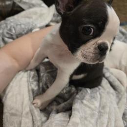 Boston Terrier Puppies from Quinn's Kennels