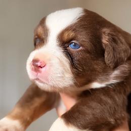 Grace AKC - Red tri-color female Australian Shepherd puppy in Polk City, Florida from Skaky Shepherds