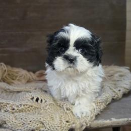 Wilma - Black and white female Shih Tzu puppy in Mountain Grove, Missouri from Precious Puppies