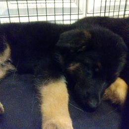 German Shepherd Puppies from Milliner K9 LLC