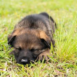 German Shepherd Puppies from Reign Land