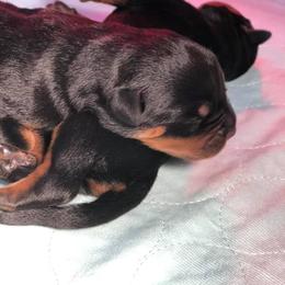 Rottweiler Puppies from Bronx Von Bridges Rottweilers