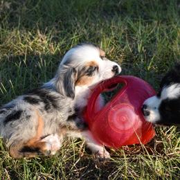 Miniature Australian Shepherd Puppies from Knockout Aussies