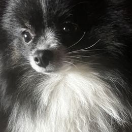 Fancy - Pomeranian