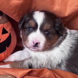 Roscoe - Blue merle female Miniature Australian Shepherd puppy in Granbury, Texas from Jubilee Acres