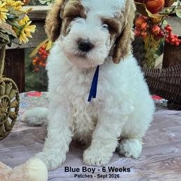 Blue Boy - Parti male Goldendoodle puppy in Coppell, Texas from Bethel Stream Goldendoodles