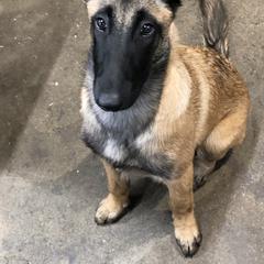 Belgian Malinois Puppies from MonStar Malinois