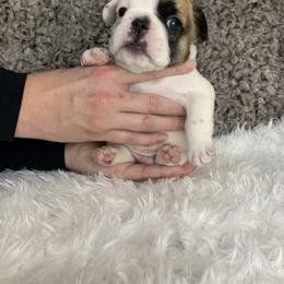 French Bulldog Puppies from NC French Kiss-A-Bulls