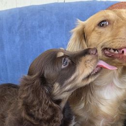 Dachshunds from Cassiopeia Doxies