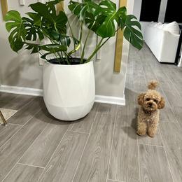 Tokio - Poodle