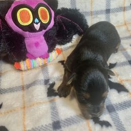 Taffy - Black and tan female Yorkshire Terrier puppy in Paris, Tennessee from Nolan’s Yorkie Farm