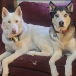 Siberian Huskies from Arctic Hearts Kennel