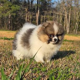 Charlie - Cream sable parti male Pomeranian puppy in Creswell, North Carolina from Grace's Poms🐾💕