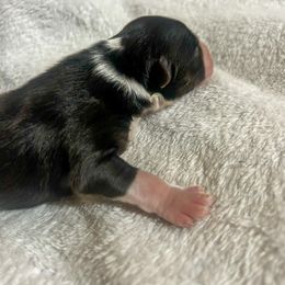 Tyler - Black tri-color male Australian Shepherd puppy in Saint Maries, Idaho from North Idaho Aussies