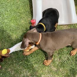 Doberman Pinscher Puppies from Jensen Dobermans