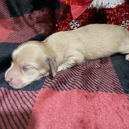 Blue Collar - Cream male Dachshund puppy in Bullard, Texas from Mimidachs of Texas