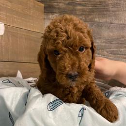 Duke - Red  male Poodle puppy in Osseo, Michigan from Paws in the Country