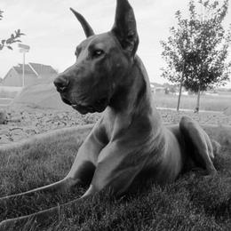 Great Danes from Thresher Danes