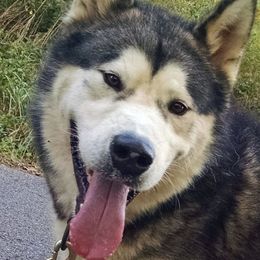 Alaskan Malamutes from Wayeh Alaskan Malamutes