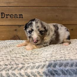 Dream - Blue merle female Australian Shepherd puppy in Kearney, Nebraska from Helix Aussies