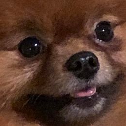 Pomeranians from Sharon's Pomeranians
