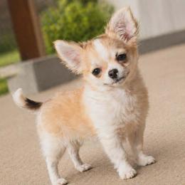 Dora 4500 - Black sabled fawn female Chihuahua puppy in Tulsa, Oklahoma from Hart's Chihuahuas