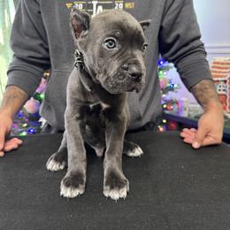 Cane Corso Puppies from Gaxx Corsos