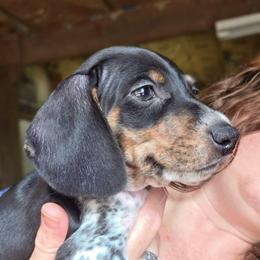 Tan collar, Pippie's black and tan piebald smooth boy with heavy ticking - Piebald male Dachshund puppy in Caldwell, Idaho from Dozendachs