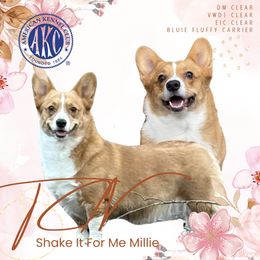 Millie - Pembroke Welsh Corgi