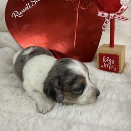 Blue dapple pie - Dapple male Dachshund puppy in Mineral Wells, Texas from Chilidog Dachshunds