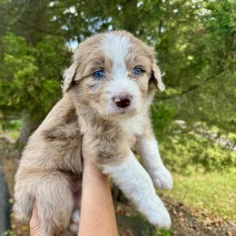 Aussiedoodle Puppies from Doodle Duo