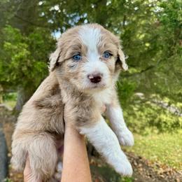 Aussiedoodle Puppies from Doodle Duo