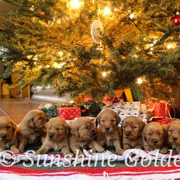 Golden Retriever Puppies from Sunshine Goldens