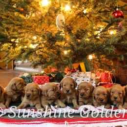 Golden Retriever Puppies from Sunshine Goldens