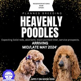 Poodle Puppies from Heavenly Poodles