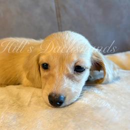 Aspen - Cream female Dachshund puppy in Jonesboro, Illinois from Twin Hills Dachshunds