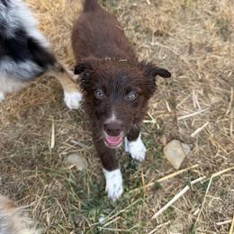 Copper - Red & white male Australian Shepherd puppy in Yelm, Washington from Country Rose Australian Shepherds