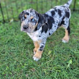 Catahoula Leopard Dog Puppies from Peach Tree Catahoulas