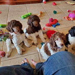 Poodle Puppies from Semper Poodelis