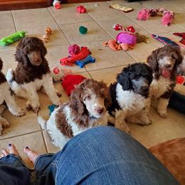Poodle Puppies from Semper Poodelis